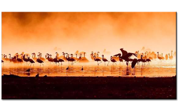 01 Flamingos in the sunset
